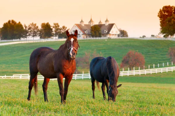 Horse farm in the Bluegrass region of Kentucky